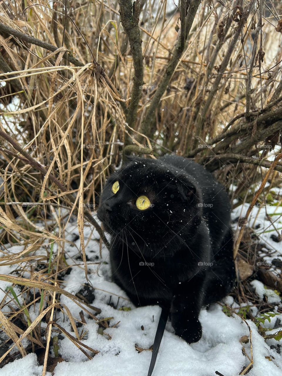 Incredibly beautiful black cat with amber eyes in the middle of bushy field somewhere in silent winter village