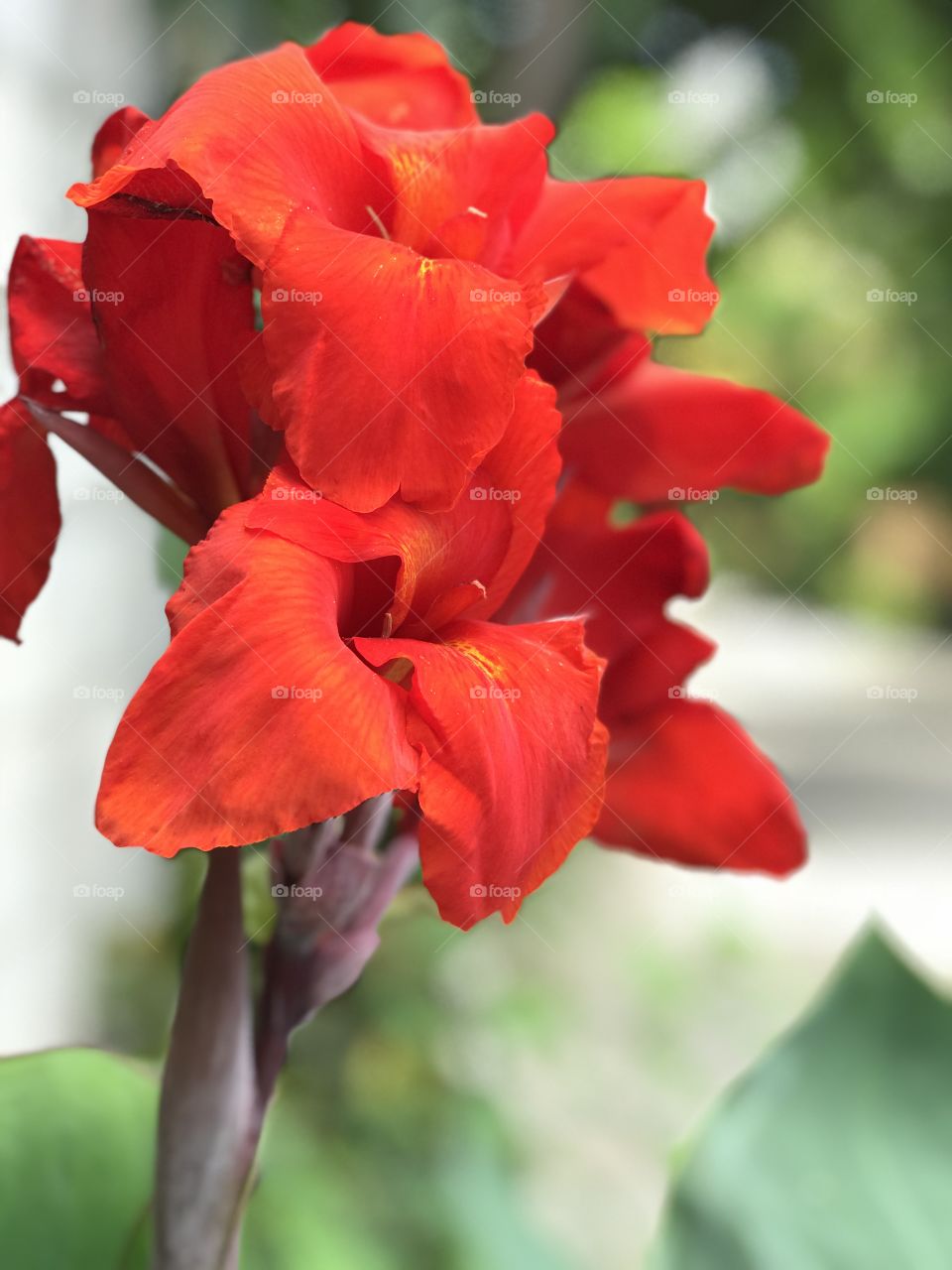 Beautiful red flower in Guatemala 