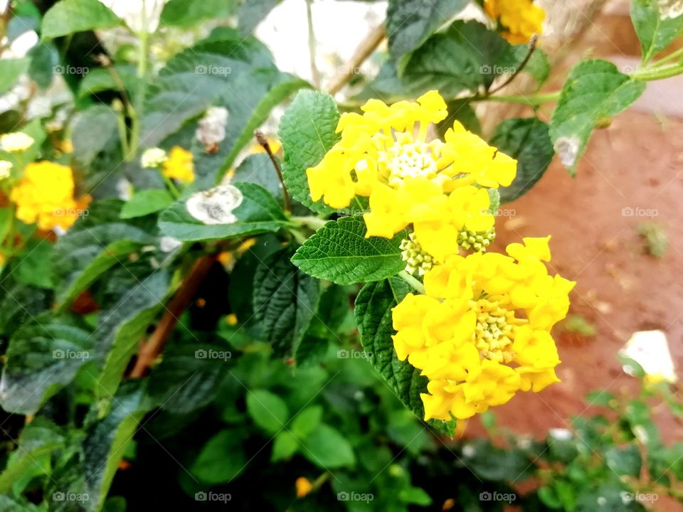 Pair of Cute little yellow flower