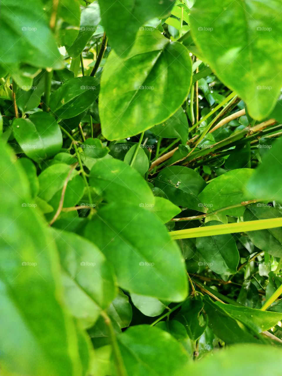 Any thing is not splendiferous brhan nature.