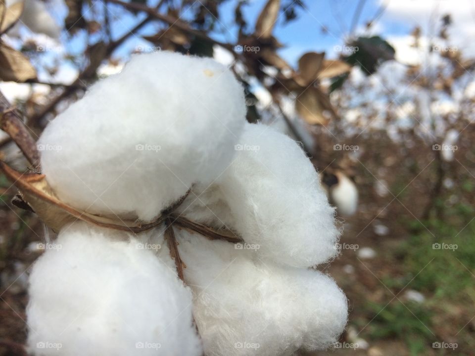 Macro shot if cotton 