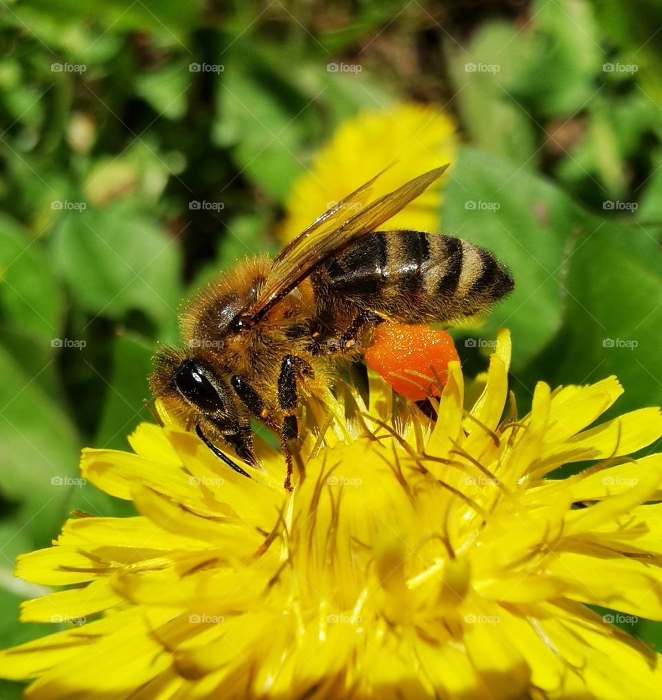 bee on dandelion