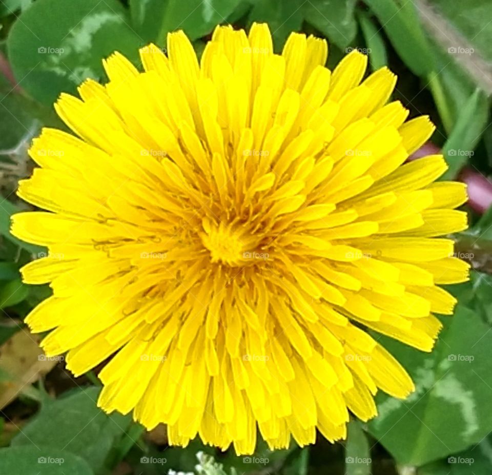 Dandelion