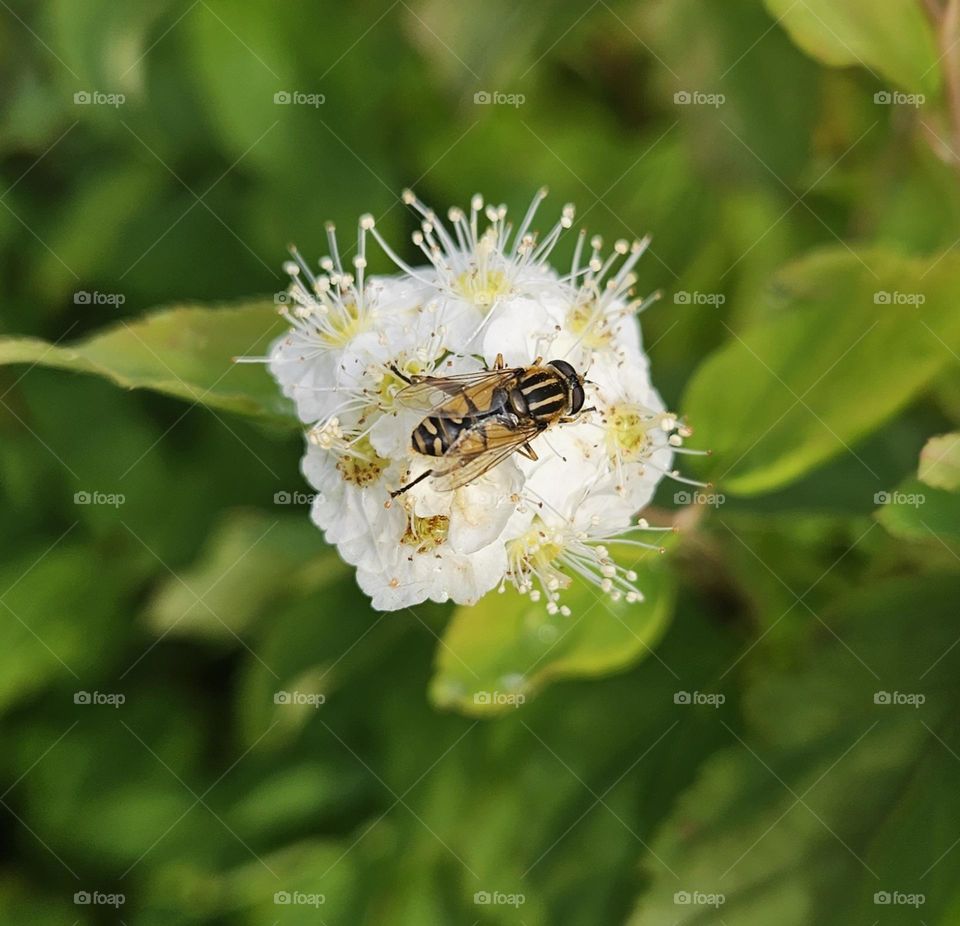 Helophilus in spiraea flower