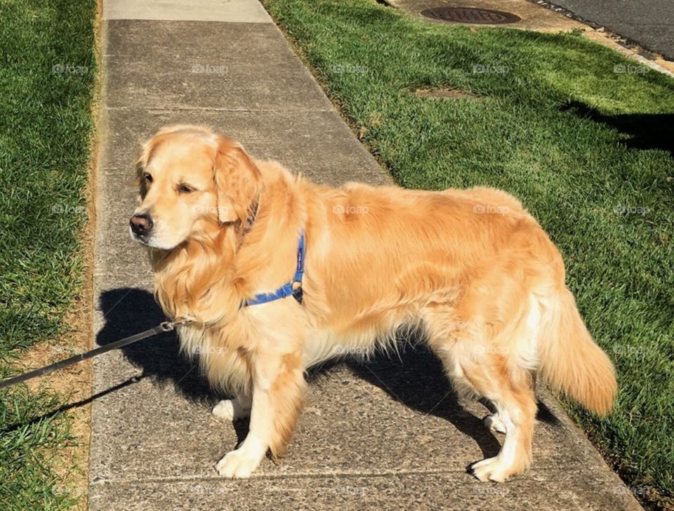 Sam the golden retriever 