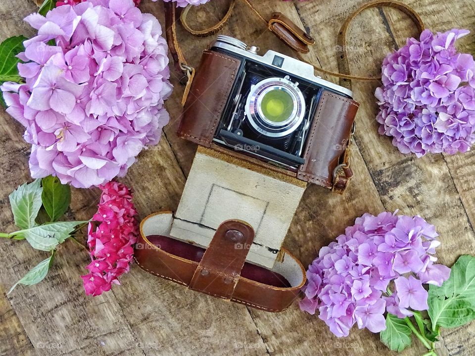 Old camera with hydrangea