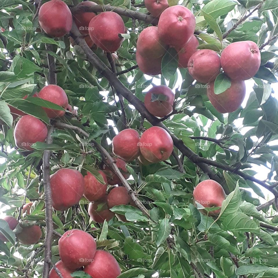 Apple 🍏🍏