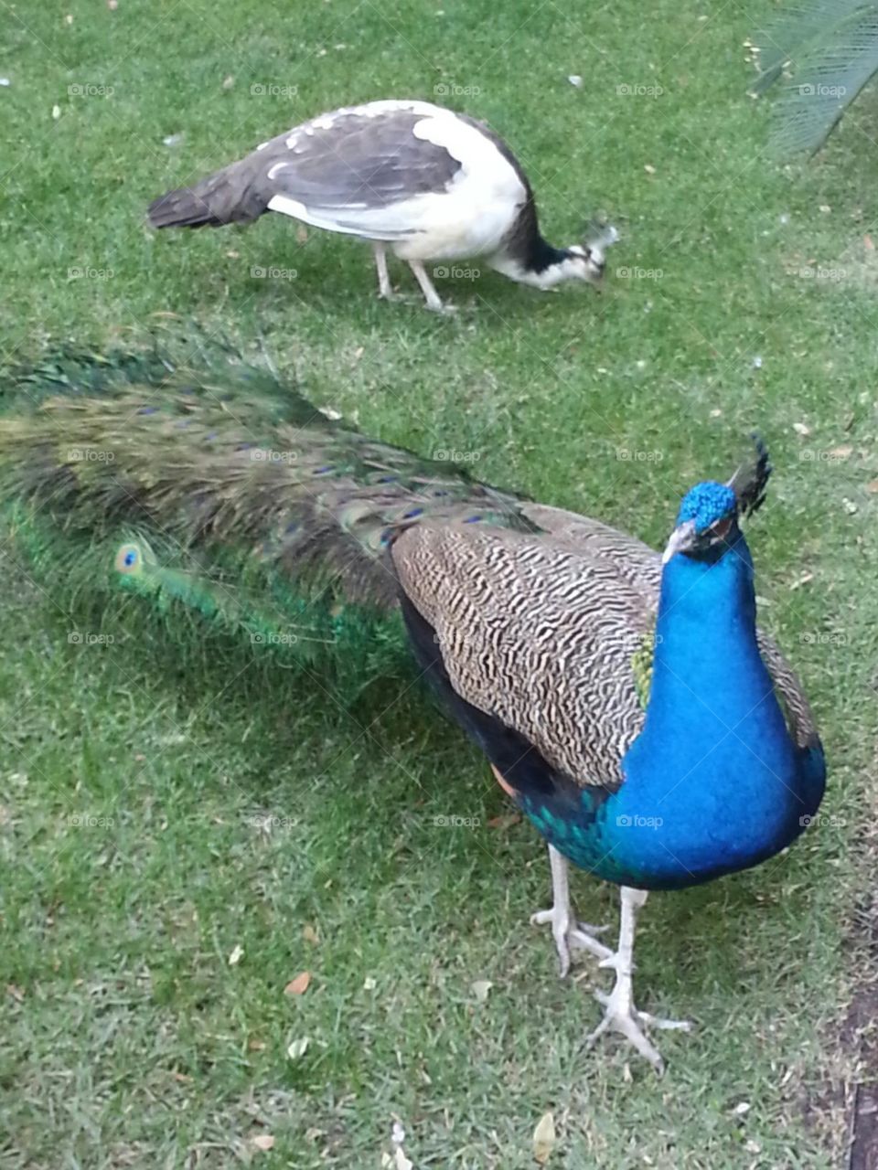 Peacock