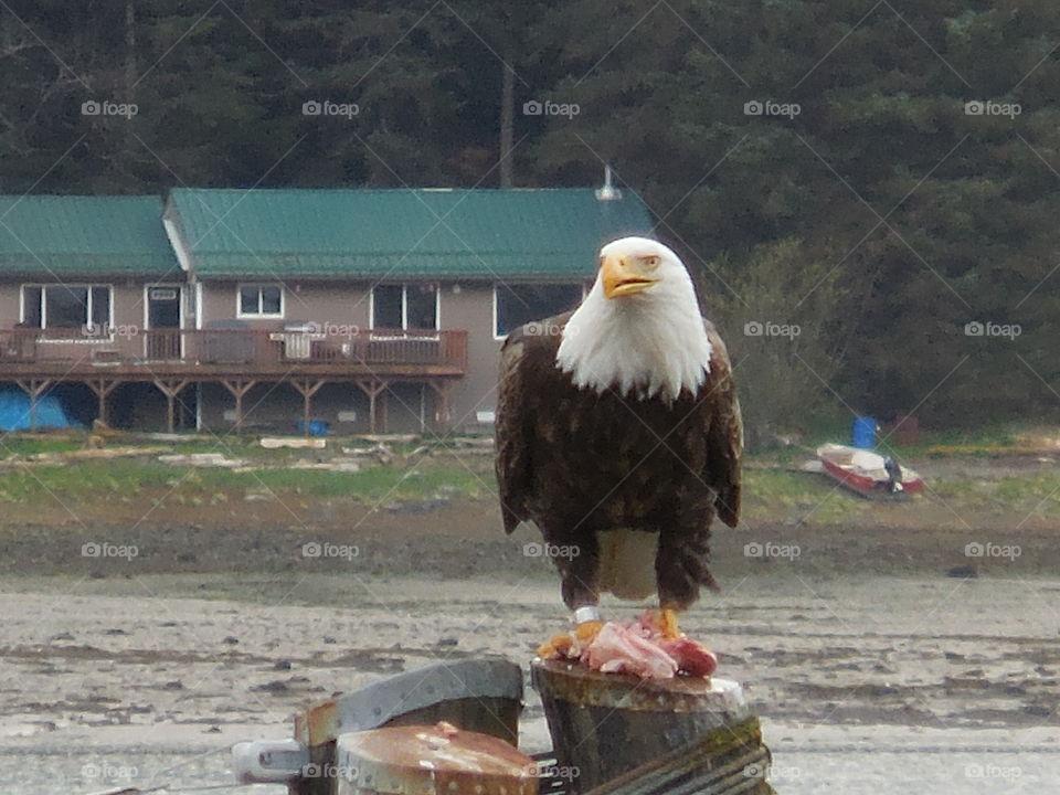 Adult Bald Eagle in Juneau Alaska Summer of 2017