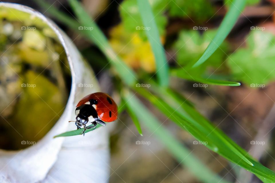 Ladybug