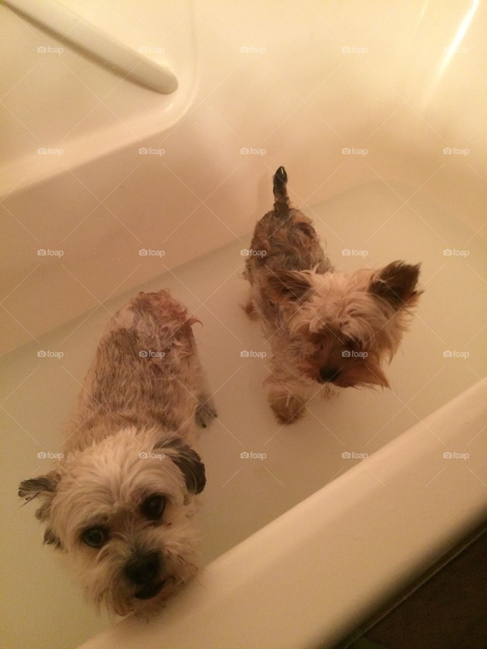 Bath time for these two pups 