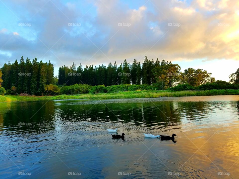 Ducks swimming in lake with trees in distant