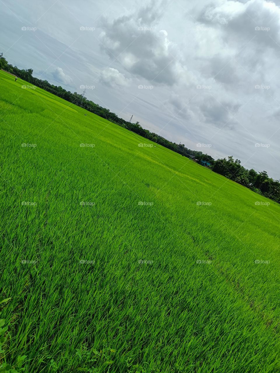 Rice Land