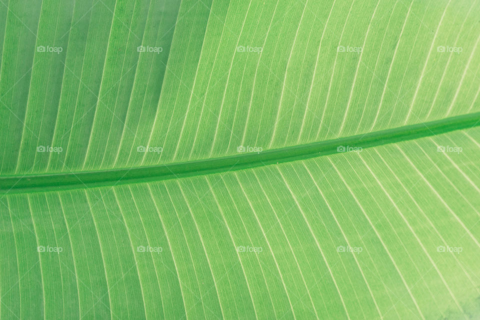 Green Leaf