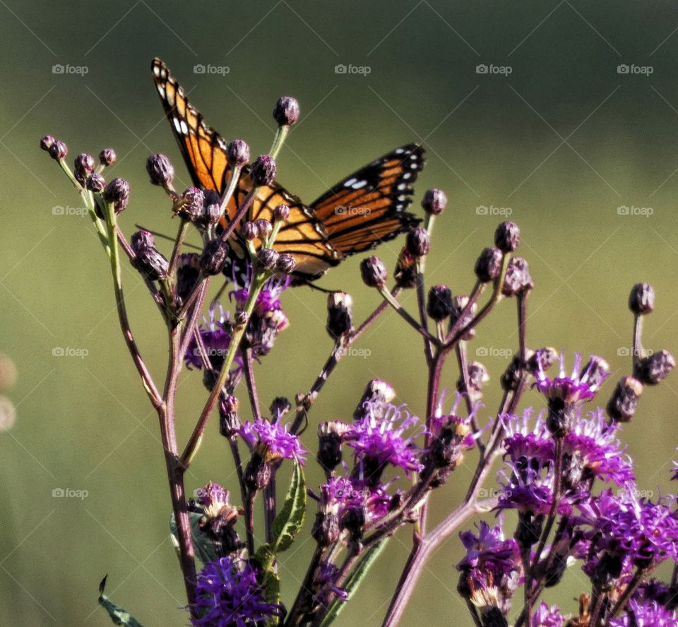 Monarch in the field