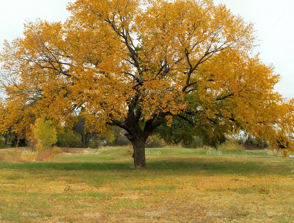 Old Oak Tree 