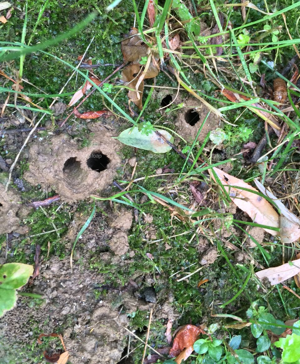 17 year cicada emergence turrets (tunnels)