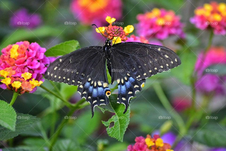 Close-up of a black butterfly