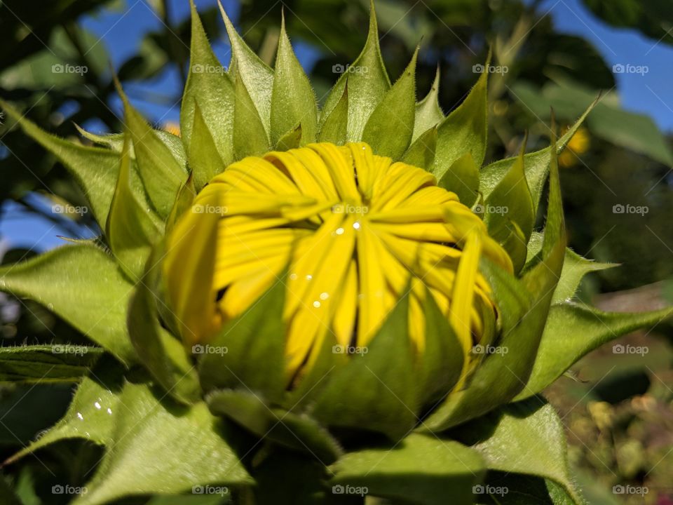 Sunflower about to blossom out