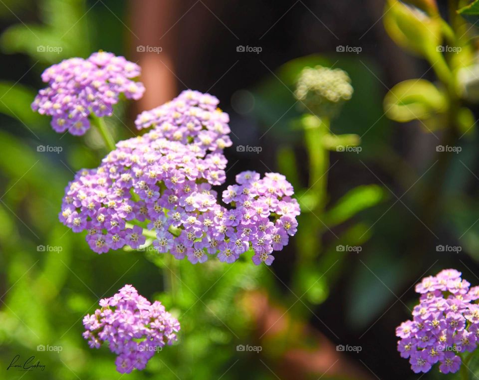 Yarrow in Pastel Pink