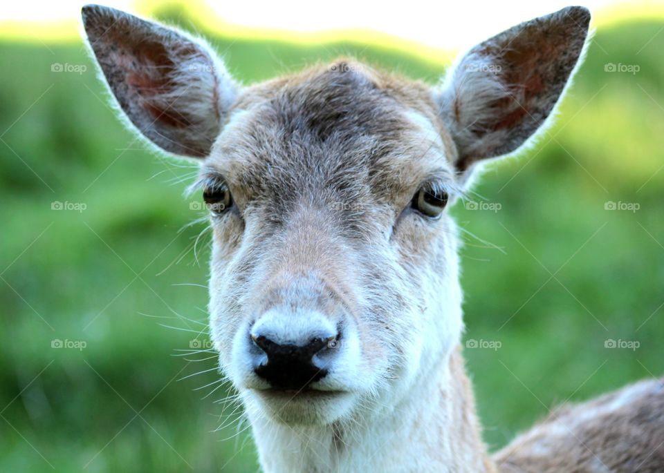 Animals, deer, head, portrait,
