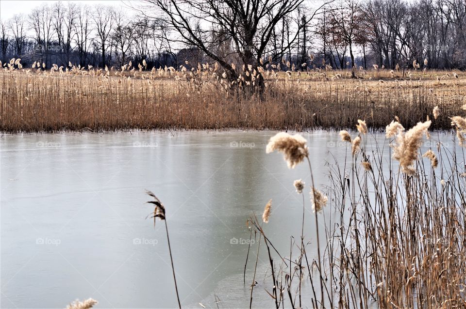 Frozen Pond