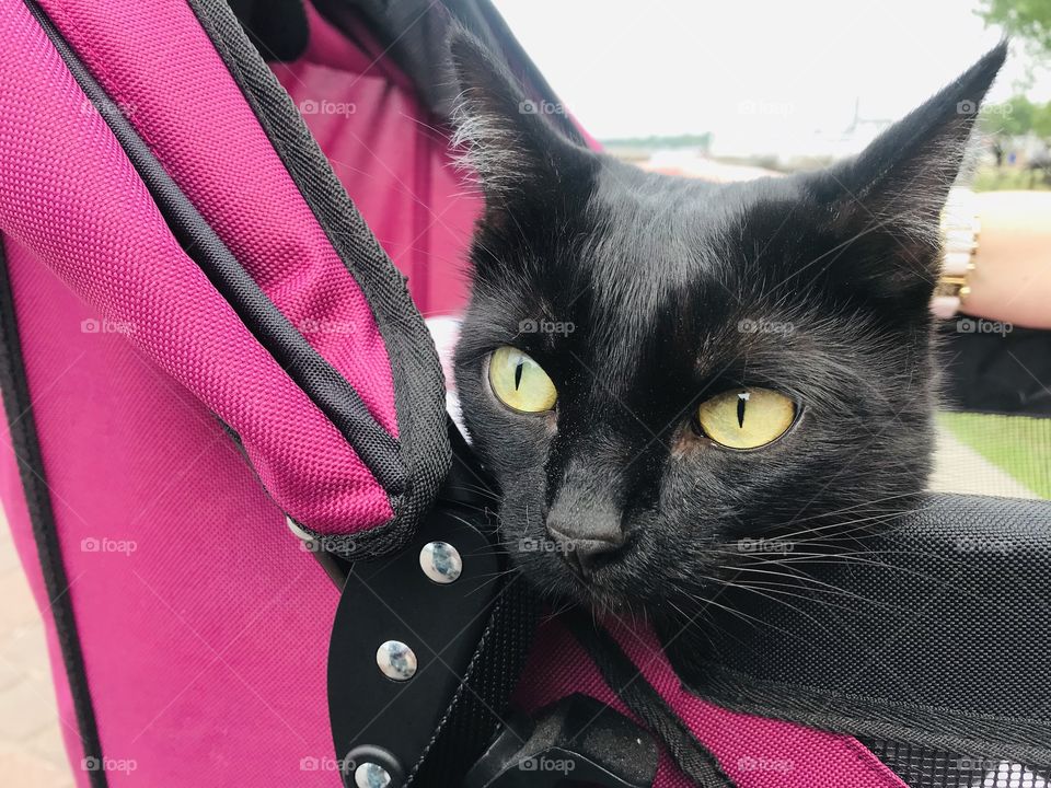 Gorgeous little black cat just loves her stroller rides on perfect sunny with few clouds days!! 