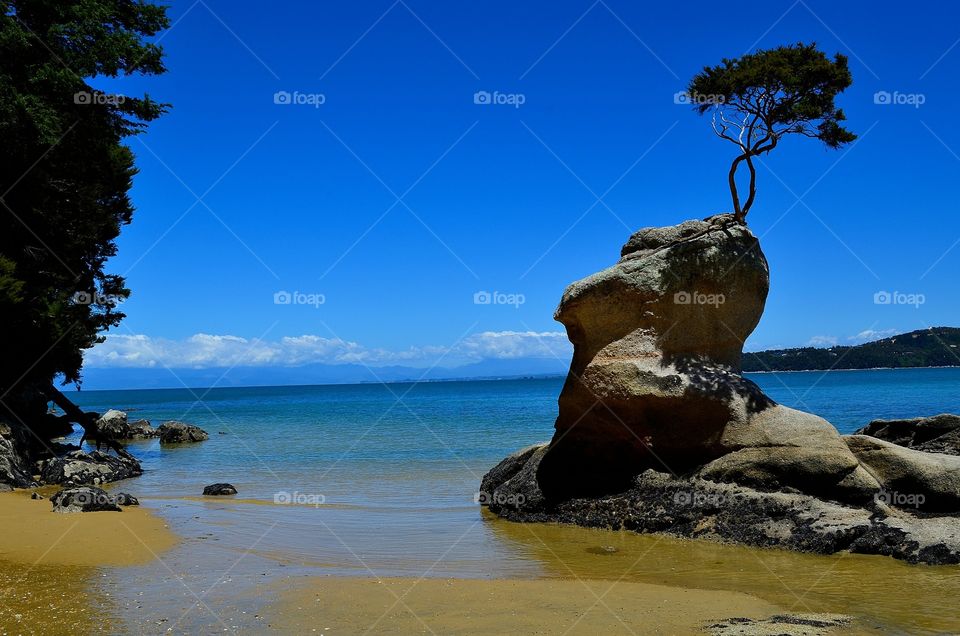 Beach tree