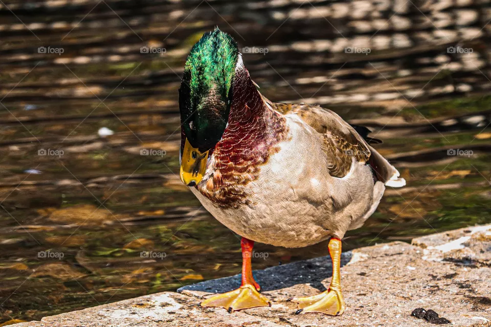 duck at a park