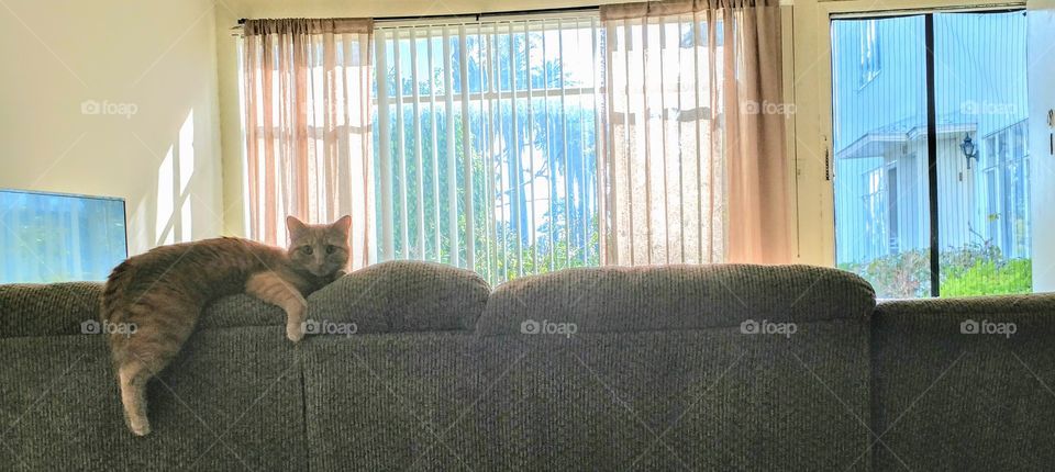 Lounging on a Lazy Summer Day