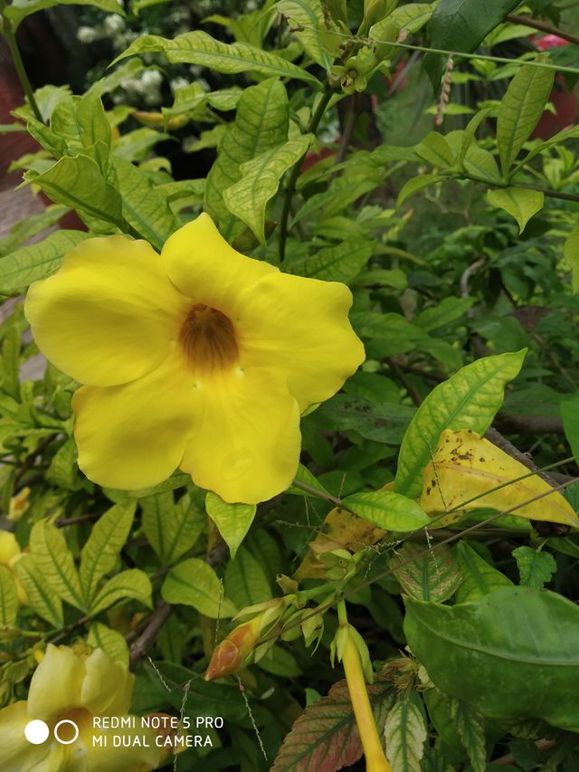 the yellow flower