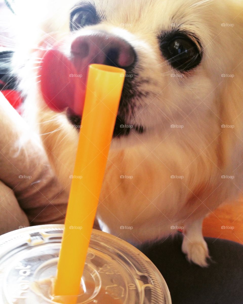 Puppy loves boba drink