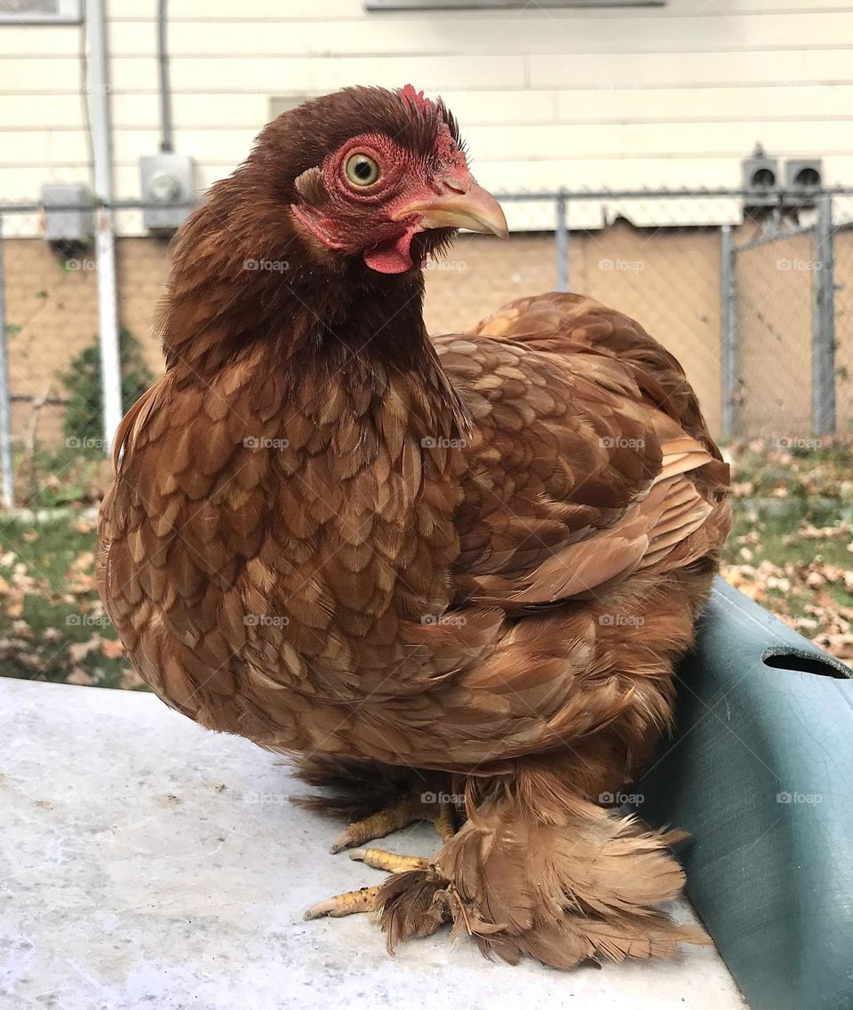 Beautiful Red Cochin bantam hen posing for the camera.