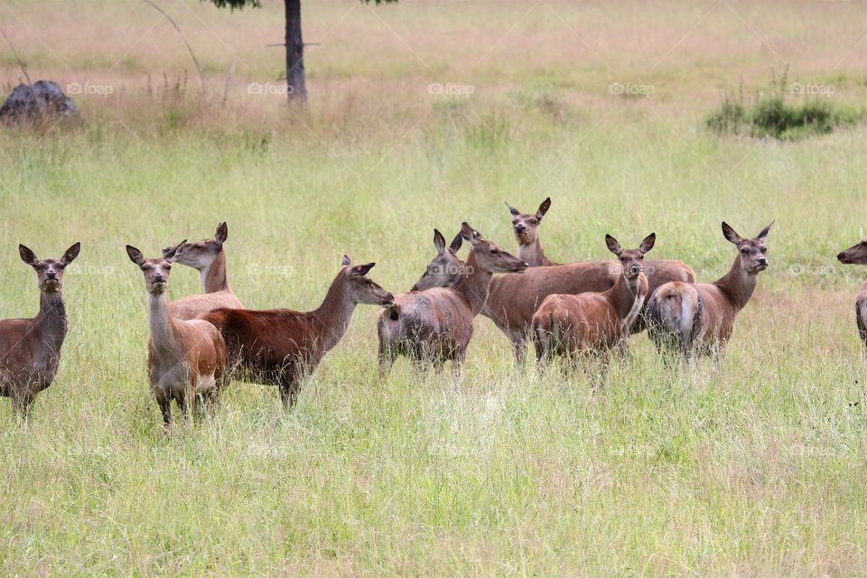 Deer on grassy field