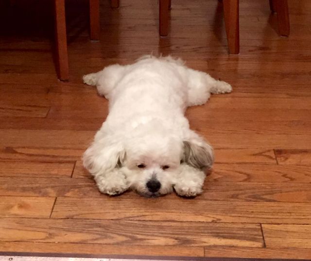 Dejected Doggie