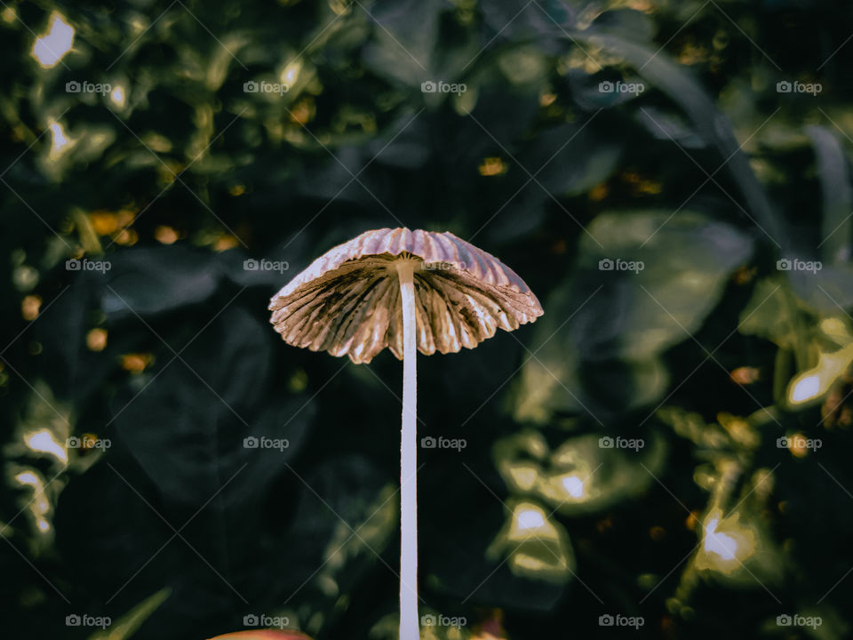 Mushroom in the middle of the forest