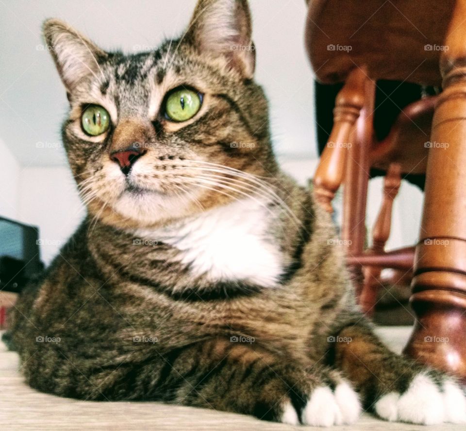brown tabby cat with vivid green eyes laying on the kitchen floor indoors