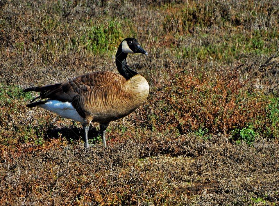 Canada Goose
