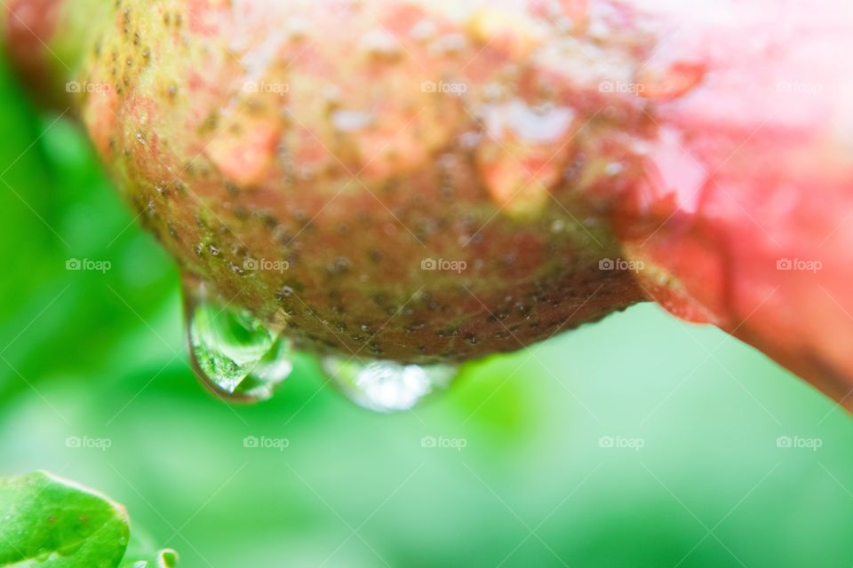 Raindrop on pomegranate 