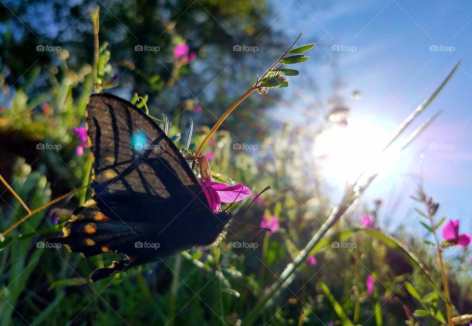 It's spring again and the butterflies are out