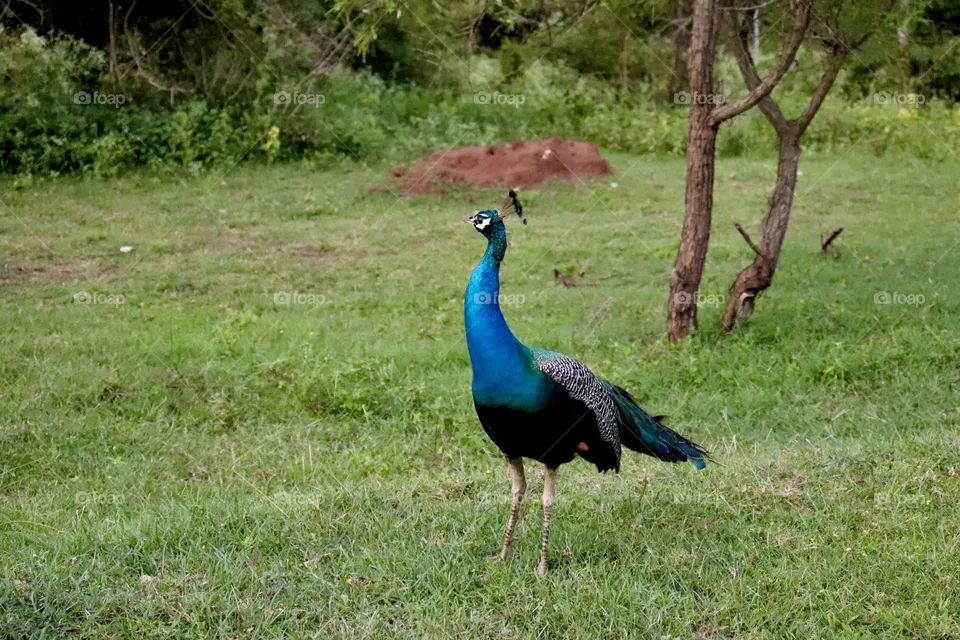 Peacock  photography, beautiful peacock and green background 🦚