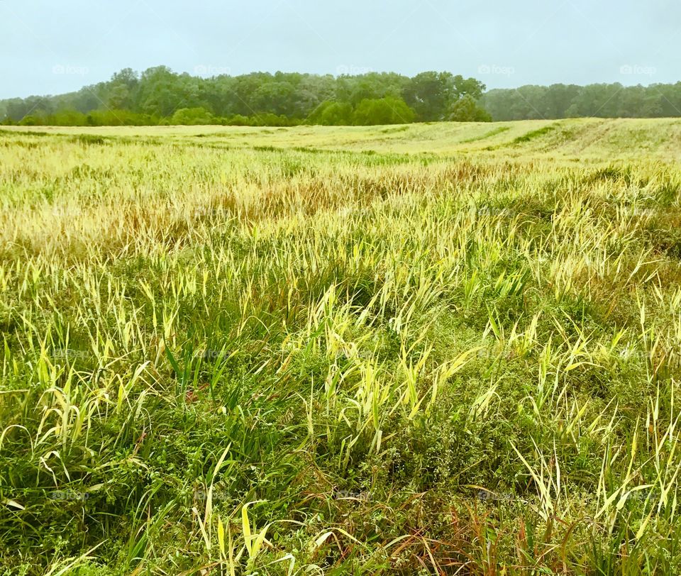 Green & Yellow Grassy Field