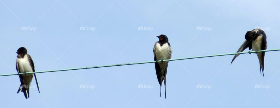 swallow