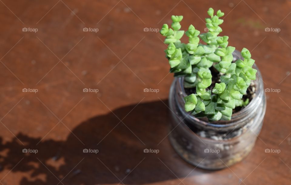 Tiny House plant