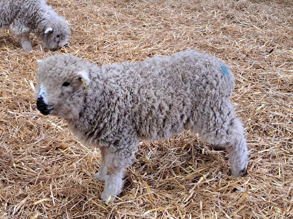 Grey Face Dartmoor Sheep