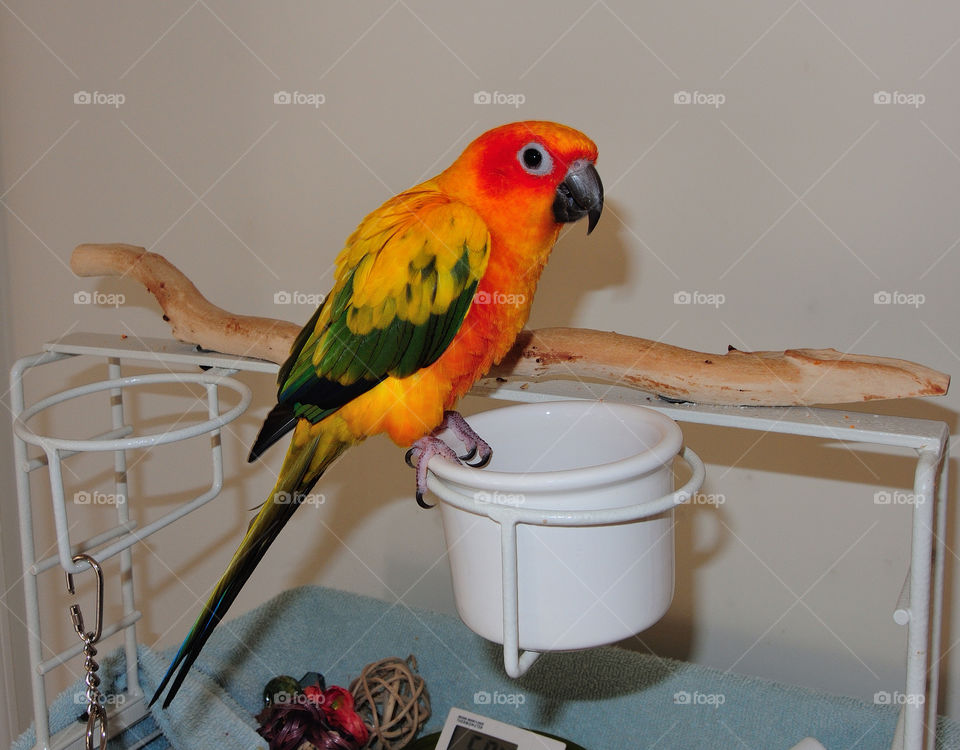 new windsor colorful conure sam by delvec