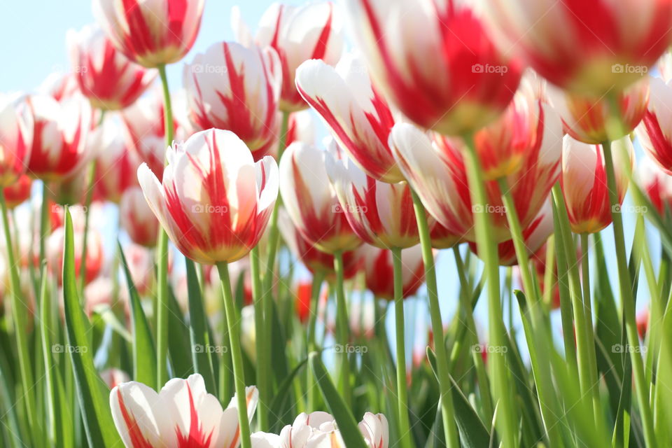 Candy cane tulips 