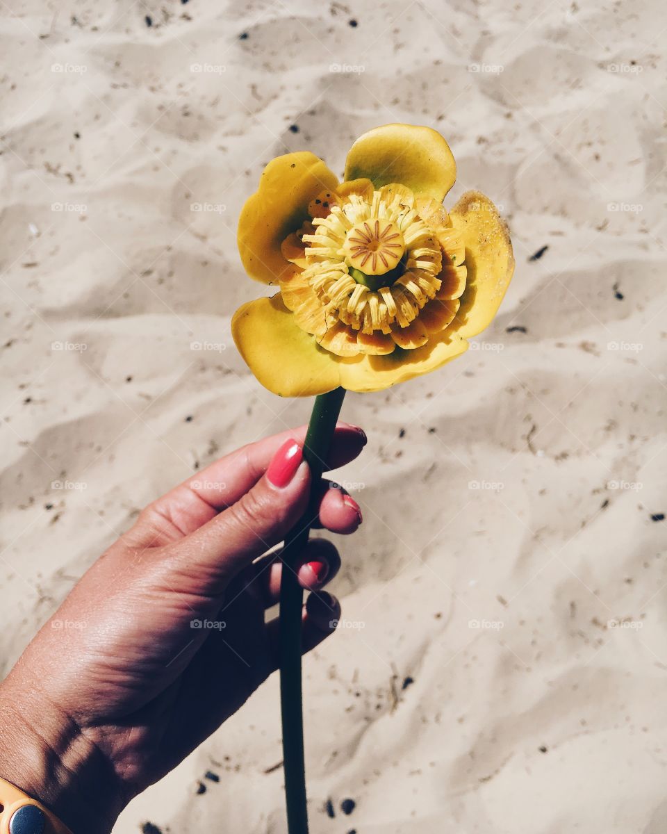 Beautiful yellow flower