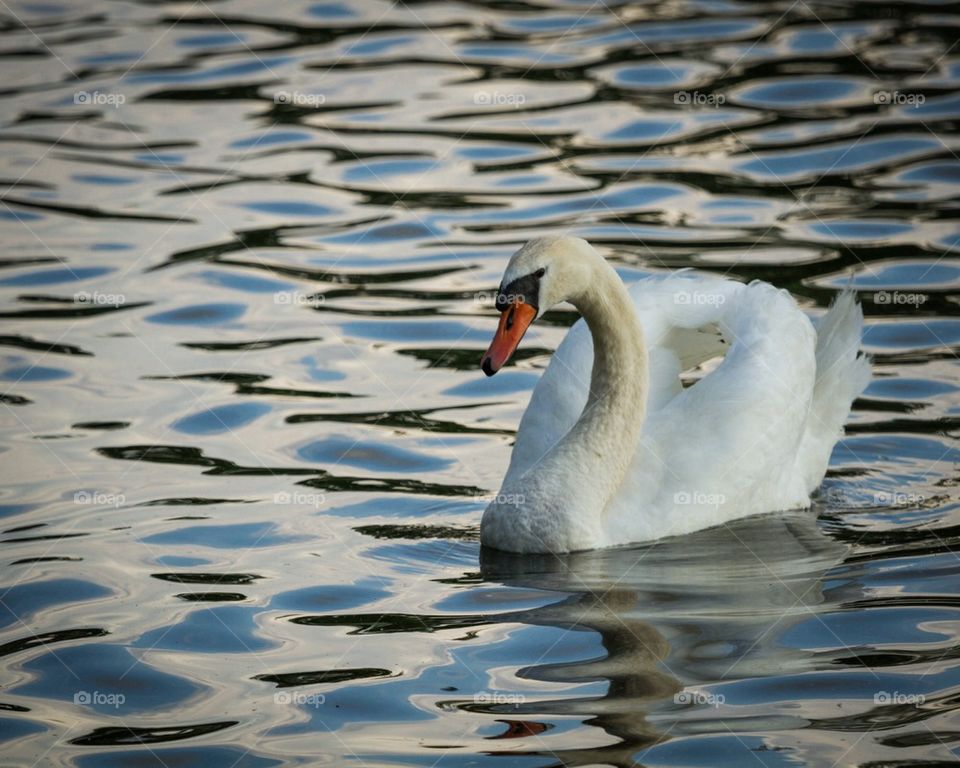 Swan at dusk 