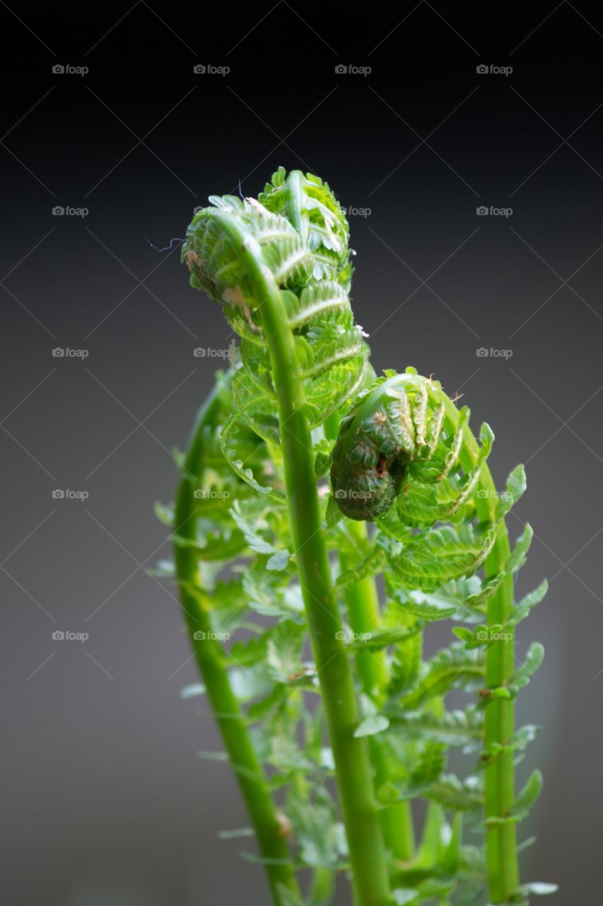 Spring plant growing in the forest